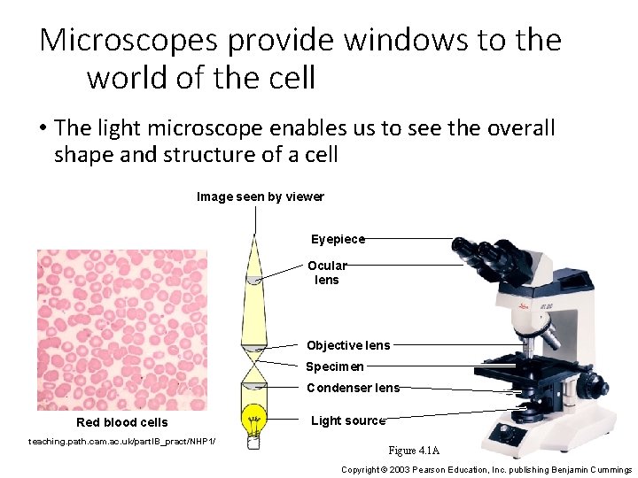 Microscopes provide windows to the world of the cell • The light microscope enables