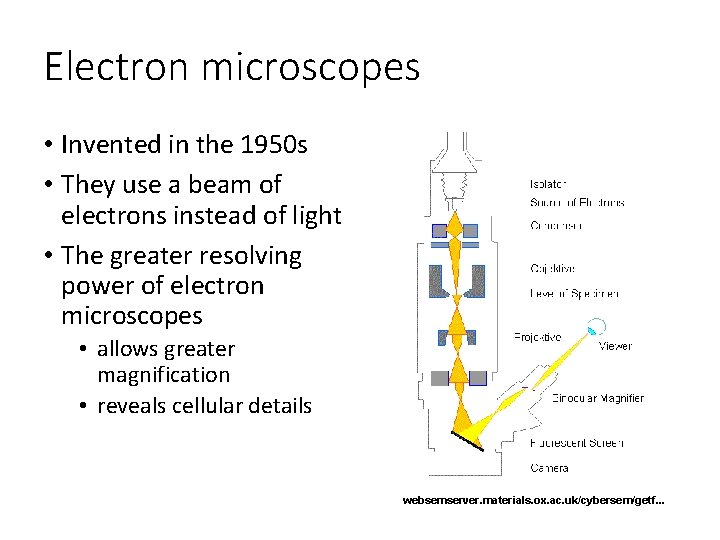 Electron microscopes • Invented in the 1950 s • They use a beam of