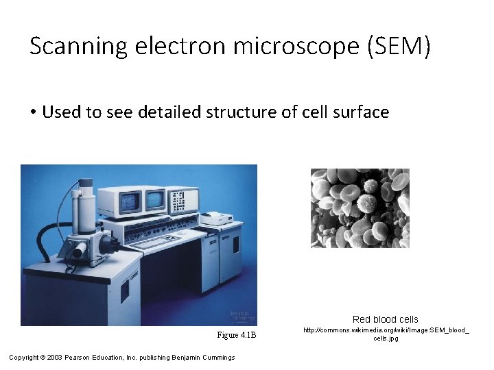 Scanning electron microscope (SEM) • Used to see detailed structure of cell surface Red