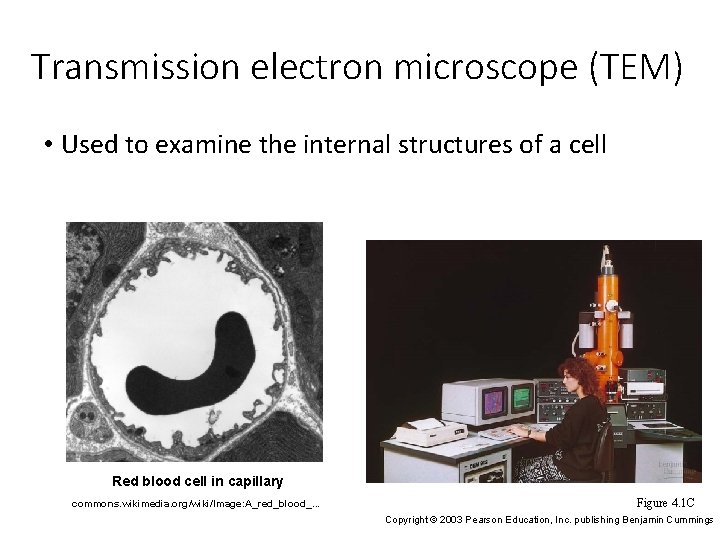 Transmission electron microscope (TEM) • Used to examine the internal structures of a cell
