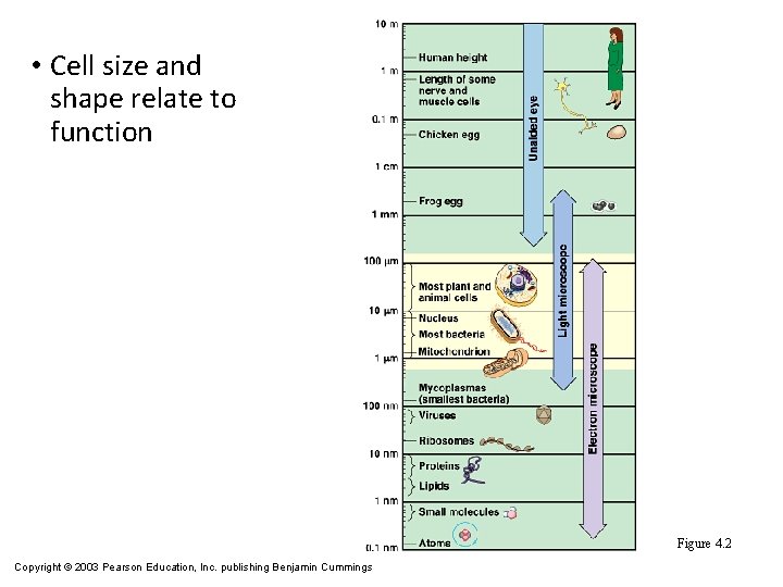 • Cell size and shape relate to function Figure 4. 2 Copyright ©
