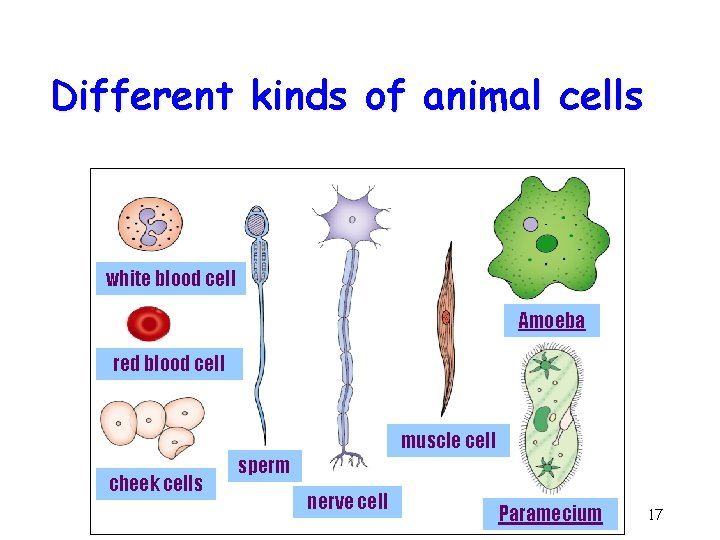 Different kinds of animal cells white blood cell Amoeba red blood cell muscle cell