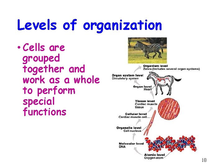 Levels of organization • Cells are grouped together and work as a whole to