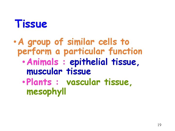 Tissue • A group of similar cells to perform a particular function • Animals