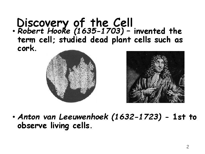 Discovery of the Cell • Robert Hooke (1635 -1703) – invented the term cell;