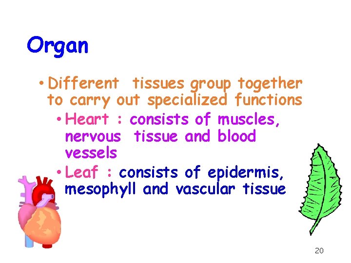 Organ • Different tissues group together to carry out specialized functions • Heart :