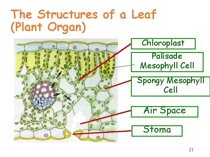 The Structures of a Leaf (Plant Organ) Chloroplast Palisade Mesophyll Cell Spongy Mesophyll Cell