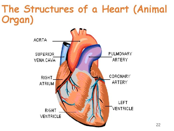 The Structures of a Heart (Animal Organ) 22 