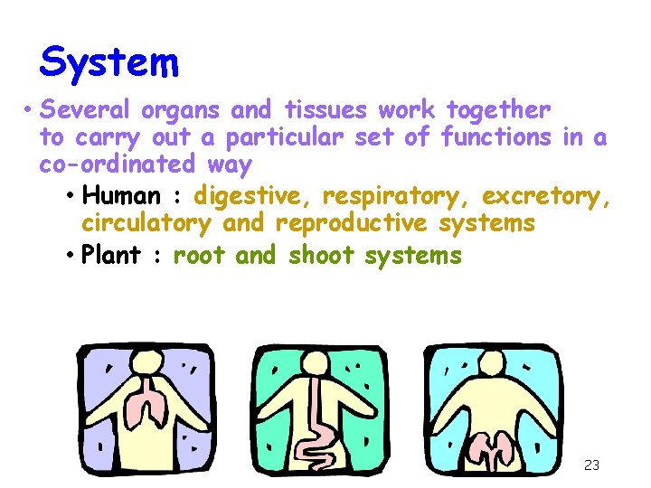 System • Several organs and tissues work together to carry out a particular set