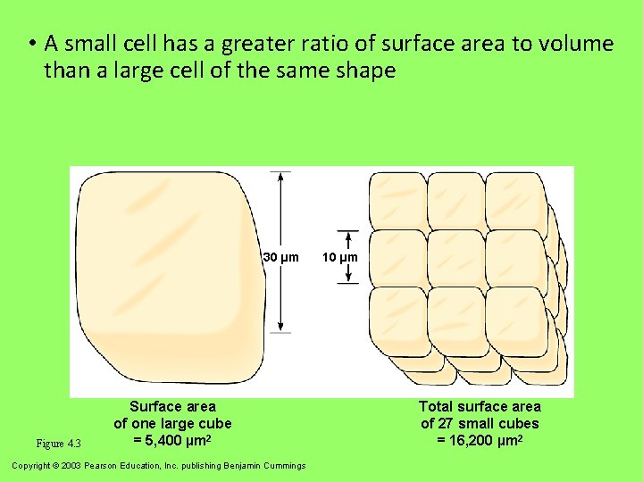  • A small cell has a greater ratio of surface area to volume