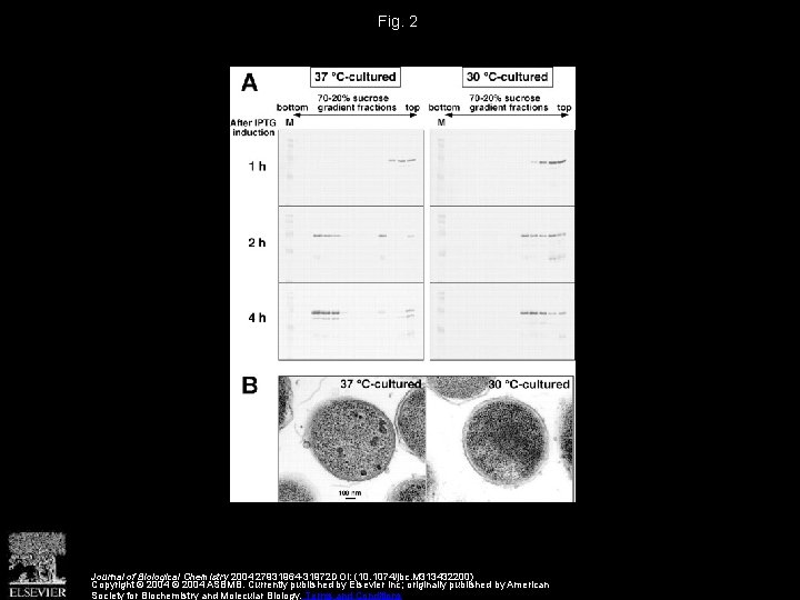 Human Immunodeficiency Virus Type 1 Gag Assembly through