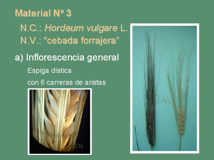 Material Nº 3 N. C. : Hordeum vulgare L. N. V. : “cebada forrajera”