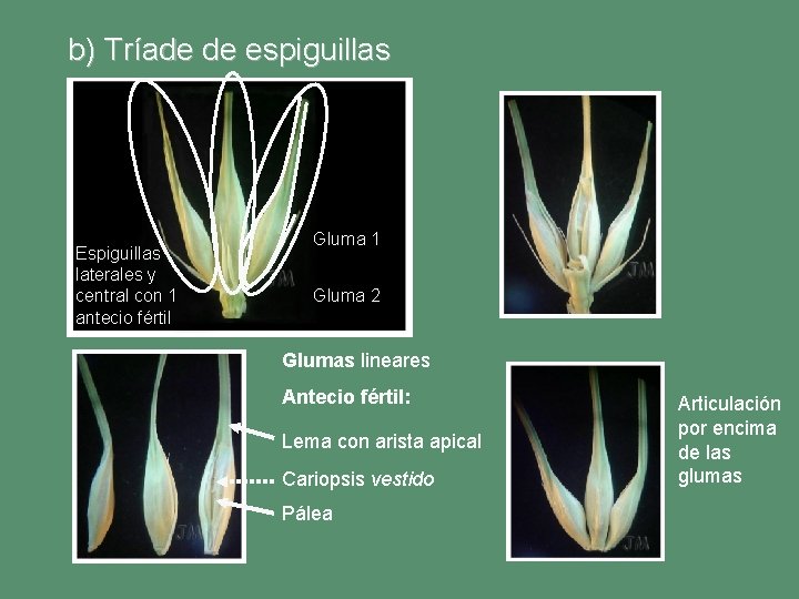 b) Tríade de espiguillas Espiguillas laterales y central con 1 antecio fértil Gluma 1