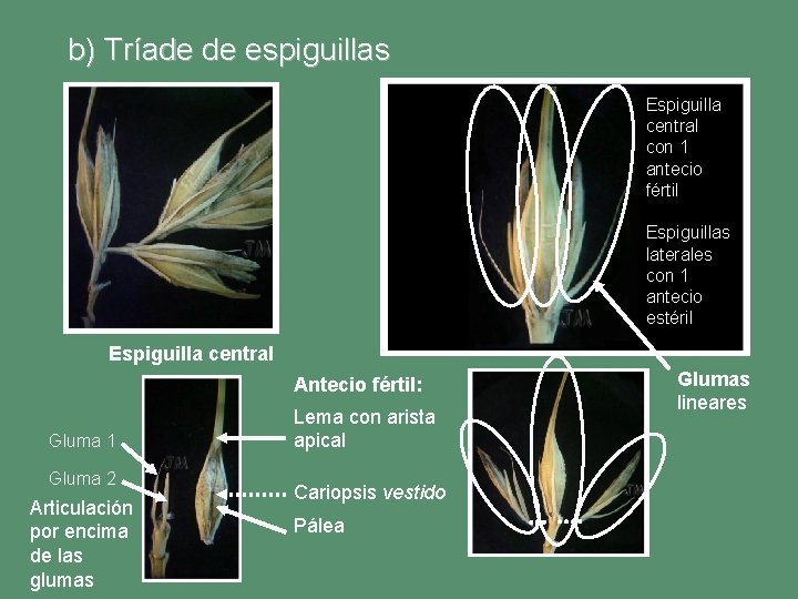 b) Tríade de espiguillas Espiguilla central con 1 antecio fértil Espiguillas laterales con 1