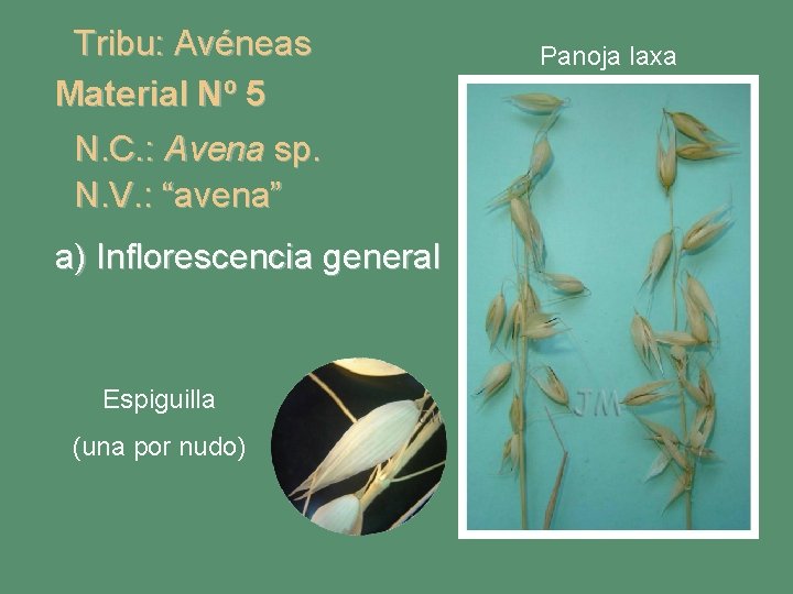 Tribu: Avéneas Material Nº 5 N. C. : Avena sp. N. V. : “avena”