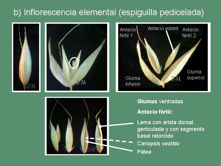 b) Inflorescencia elemental (espiguilla pedicelada) Antecio estéril Antecio fértil 2 Antecio fértil 1 Gluma