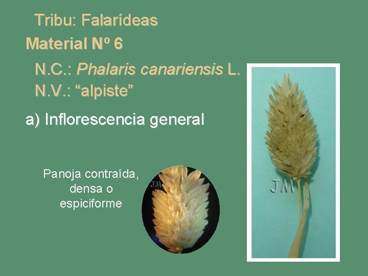 Tribu: Falarídeas Material Nº 6 N. C. : Phalaris canariensis L. N. V. :