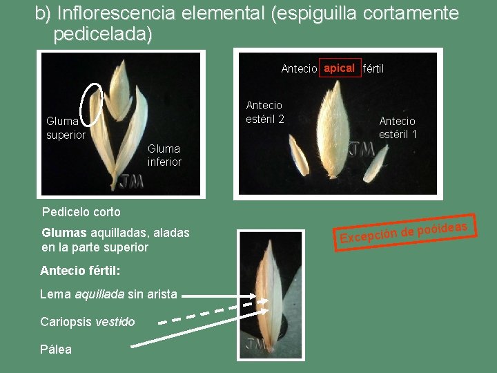 b) Inflorescencia elemental (espiguilla cortamente pedicelada) Antecio apical fértil Antecio estéril 2 Gluma superior