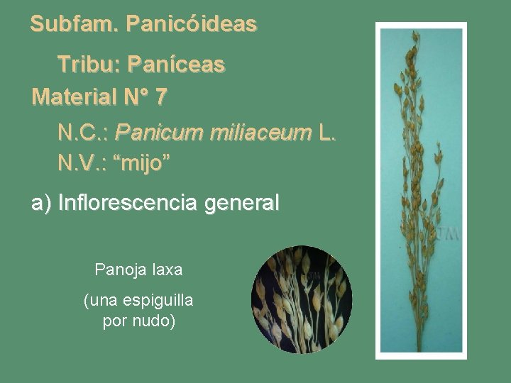 Subfam. Panicóideas Tribu: Paníceas Material N° 7 N. C. : Panicum miliaceum L. N.