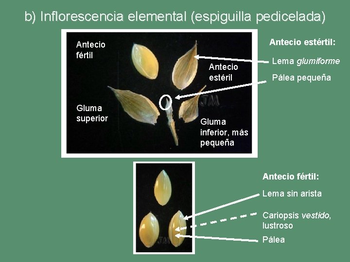 b) Inflorescencia elemental (espiguilla pedicelada) Antecio estértil: Antecio fértil Antecio estéril Gluma superior Lema