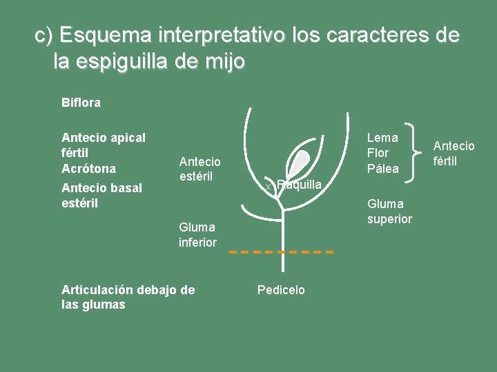 c) Esquema interpretativo los caracteres de la espiguilla de mijo Biflora Antecio apical fértil