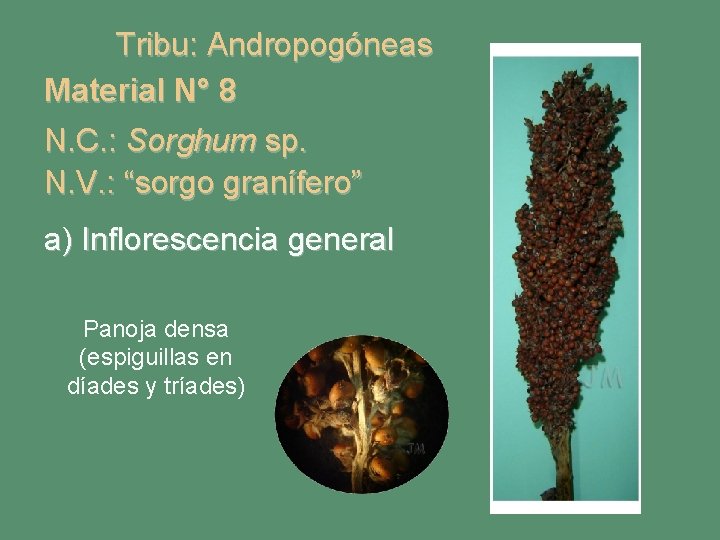 Tribu: Andropogóneas Material N° 8 N. C. : Sorghum sp. N. V. : “sorgo