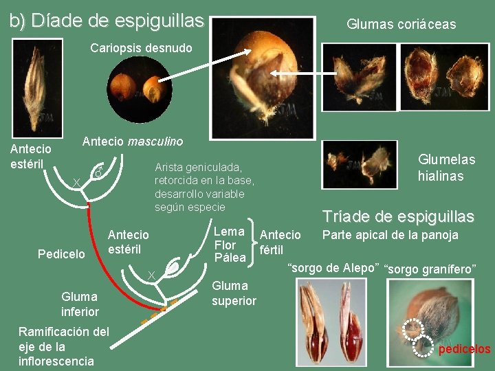 b) Díade de espiguillas Glumas coriáceas Cariopsis desnudo Antecio masculino Antecio estéril X Arista