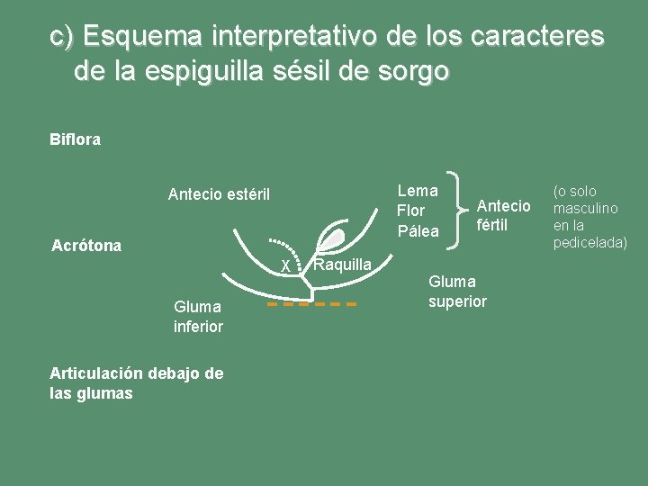 c) Esquema interpretativo de los caracteres de la espiguilla sésil de sorgo Biflora Lema