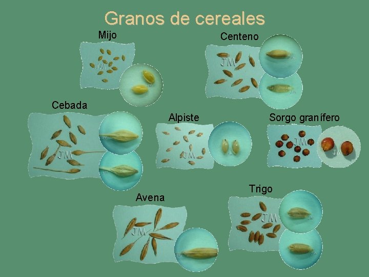 Granos de cereales Mijo Centeno Cebada Alpiste Avena Sorgo granífero Trigo 