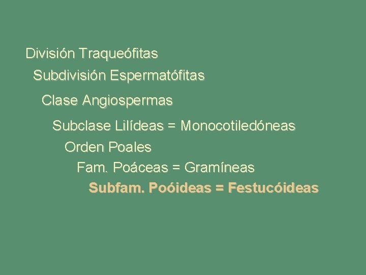 División Traqueófitas Subdivisión Espermatófitas Clase Angiospermas Subclase Lilídeas = Monocotiledóneas Orden Poales Fam. Poáceas