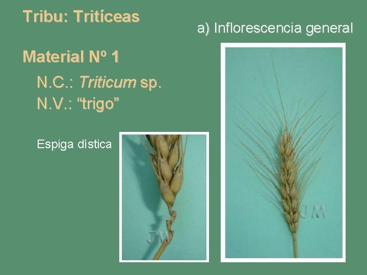 Tribu: Tritíceas Material Nº 1 N. C. : Triticum sp. N. V. : “trigo”