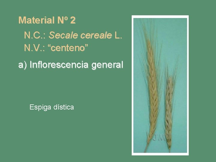 Material Nº 2 N. C. : Secale cereale L. N. V. : “centeno” a)
