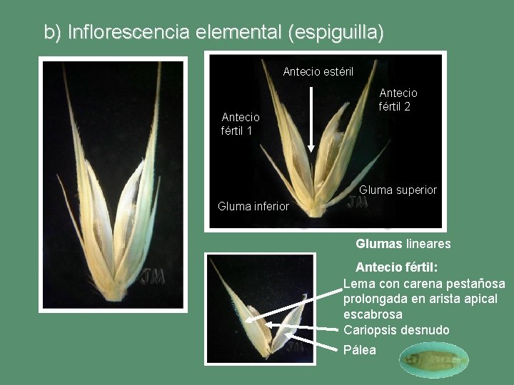 b) Inflorescencia elemental (espiguilla) Antecio estéril Antecio fértil 2 Antecio fértil 1 Gluma superior