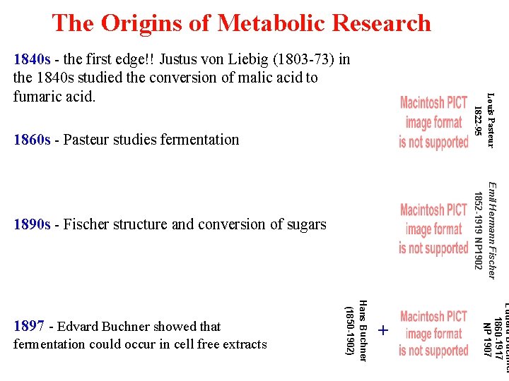 The Origins of Metabolic Research Louis Pasteur 1822 -95 1840 s - the first
