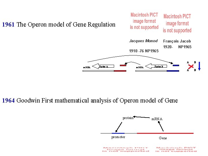 1961 The Operon model of Gene Regulation Jacques Monod François Jacob 1920 - 1910
