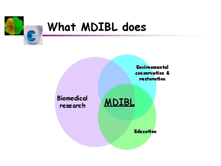 What MDIBL does Environmental conservation & restoration Biomedical research MDIBL Education 
