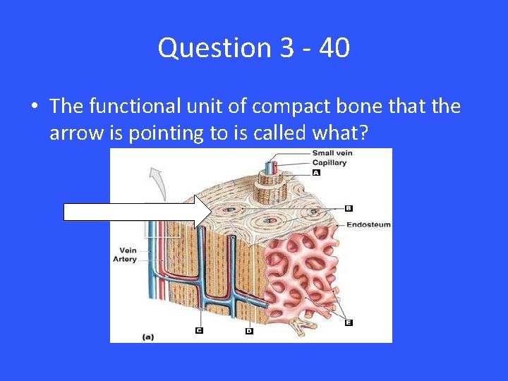 Question 3 - 40 • The functional unit of compact bone that the arrow