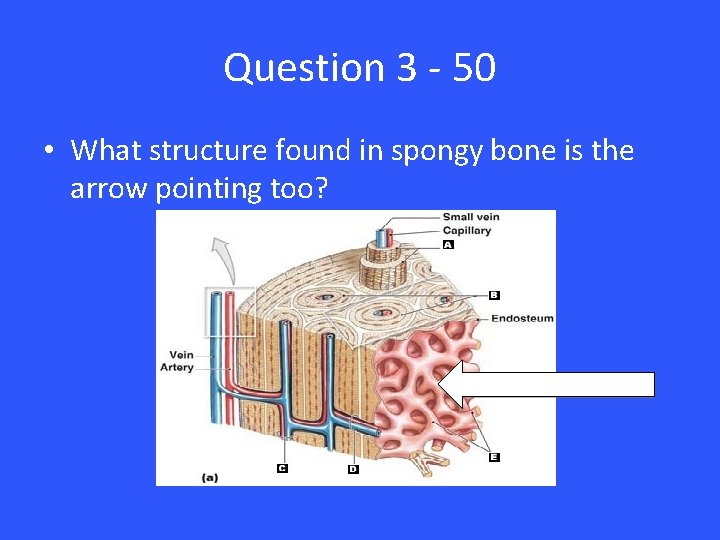 Question 3 - 50 • What structure found in spongy bone is the arrow