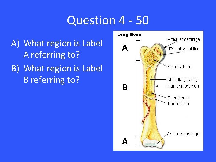 Question 4 - 50 A) What region is Label A referring to? B) What
