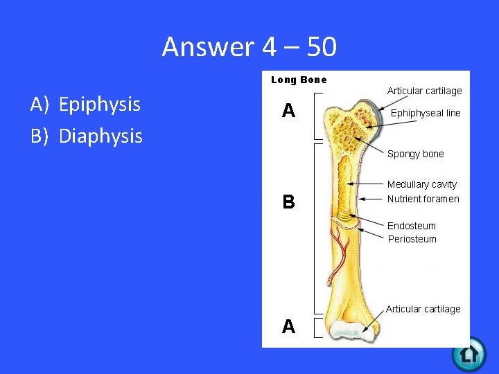 Answer 4 – 50 A) Epiphysis B) Diaphysis A B A 