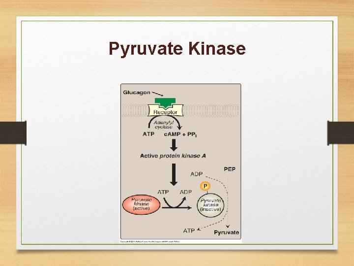 Pyruvate Kinase 