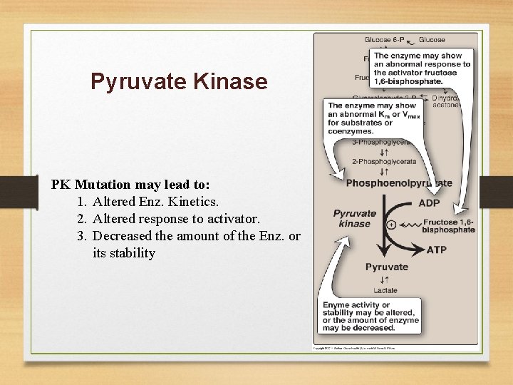 Pyruvate Kinase PK Mutation may lead to: 1. Altered Enz. Kinetics. 2. Altered response