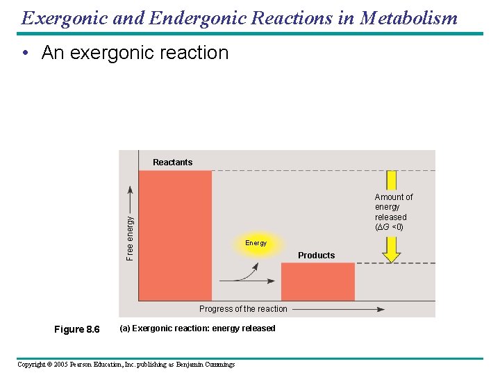 Exergonic and Endergonic Reactions in Metabolism • An exergonic reaction Reactants Free energy Amount