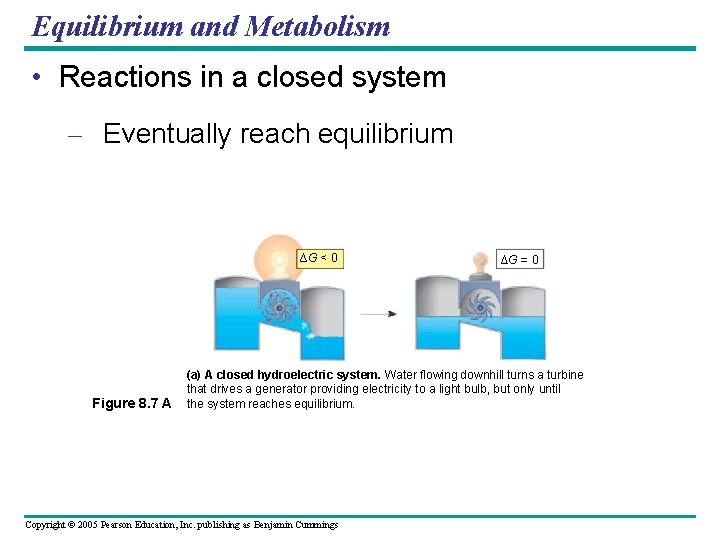 Equilibrium and Metabolism • Reactions in a closed system – Eventually reach equilibrium ∆G