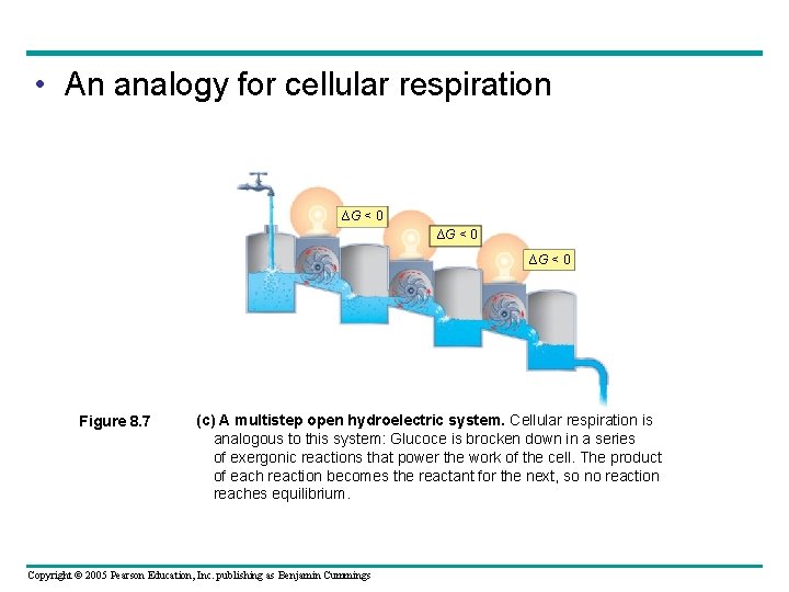  • An analogy for cellular respiration ∆G < 0 Figure 8. 7 (c)