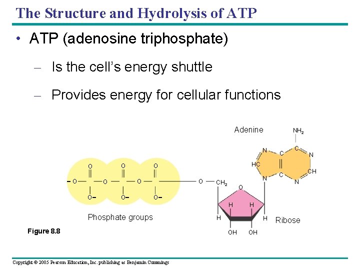 The Structure and Hydrolysis of ATP • ATP (adenosine triphosphate) – Is the cell’s