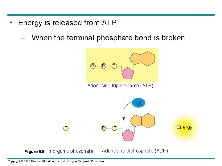  • Energy is released from ATP – When the terminal phosphate bond is