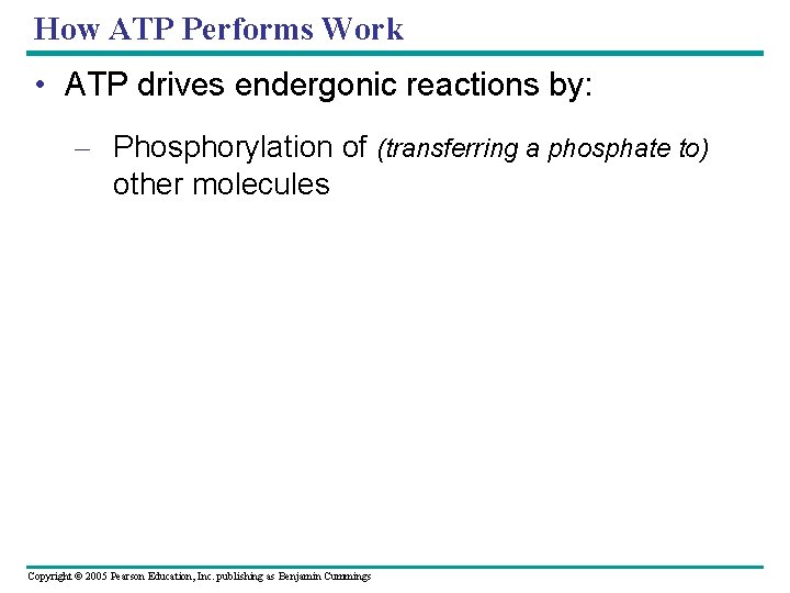 How ATP Performs Work • ATP drives endergonic reactions by: – Phosphorylation of (transferring
