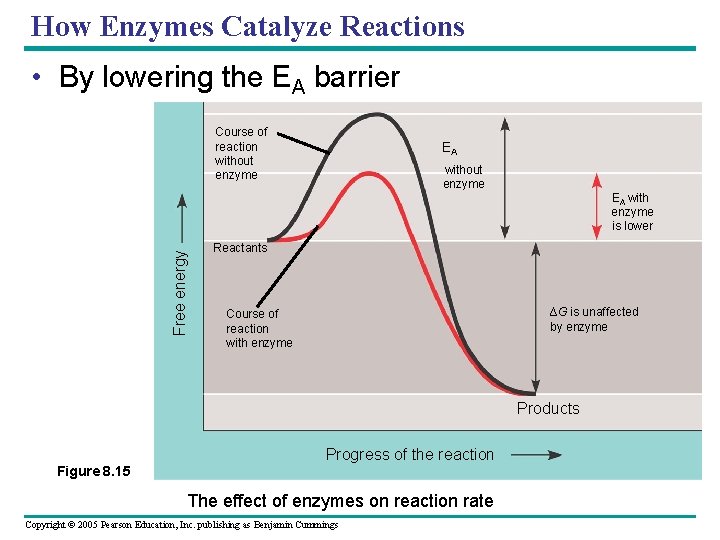 How Enzymes Catalyze Reactions • By lowering the EA barrier Free energy Course of