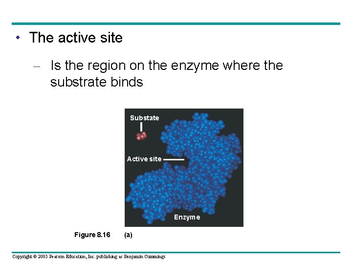  • The active site – Is the region on the enzyme where the